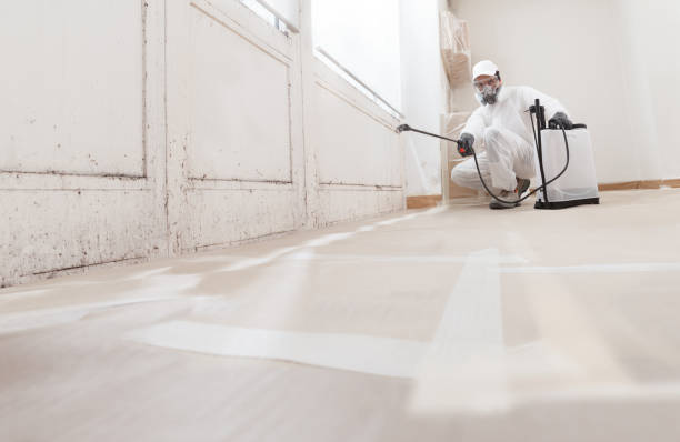 24/7 Emergency Attic Mold Removal experts in Easton, MD