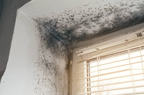 Affordable Mold Cleanup solutions in Easton, MD